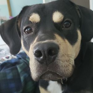 Meet your Posher, Lily